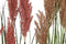 Decoratieve plant Home ESPRIT PVC Polyethyleen 35 x 35 x 120 cm (2 Stuks)