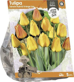 Tulipa Darwin Hybride Orange Lion (SP) per 5