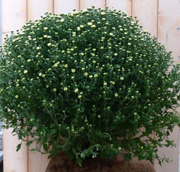 Bol Chrysant Wit GROOT