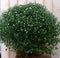 Bol Chrysant Wit GROOT