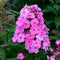 Phlox (P) 'Sweet Summer Fragrance' | 1 stuk | Bijen- en vlinderplant | Bijentuin | Bloeiende vaste plant | bloemenpracht in de zomer | Geurende plant | tuinplant geurend | 11x11 cm Kwekerspot | Geurend | Roze
