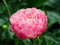 Plant in a Box - Paeonia Peony 'Pink Hawaiian Coral' - Set van 2 - Pioenen - Bloemknollen - Zomerbloeiers - Tuinbloemen - Roze