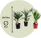 Plant in a Box - Buiten Palmbomen Mix - Mix van 3 planten - Pot 15cm - Hoogte 50-70cm