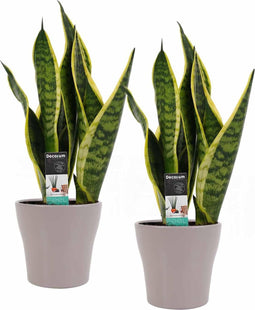 Decorum Duo Sansevieria Superba met Anna Taupe potten – ↨ 35cm – ⌀ 12cm