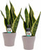 Decorum Duo Sansevieria Superba met Anna Taupe potten – ↨ 35cm – ⌀ 12cm