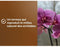 Orchideeëngrond - BRUIN GOUD - OBRTORC6U - 6L - Bevordert de groei