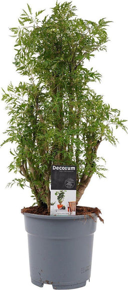 Polyscias Hawaiiana Ming vertakt ↨ 50cm - hoge kwaliteit planten