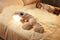 Topbright Sleepwell Whale - Kalmerende Knuffel met Huilsensor en Bewegende Staart - Beige