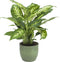 Combibox kamerplanten met Bergamo sierpot in trendy kleuren – ↨ 25cm – ⌀ 12cm