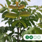 Walnotenboom 'Broadview' | Juglans r. 'Broadview' 1-3 cm | Bomenbezorgd.nl