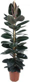Goed & Groen - Ficus Elastica Abidjan - Rubberboom - XL -↨ 170cm - Potmaat 27 - Exclusieve Kwaliteit Planten - Kamer Plant - Kamerplanten - Sfeer - Interieur