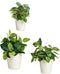 Pottenset Wit Klei (6 Stuks)