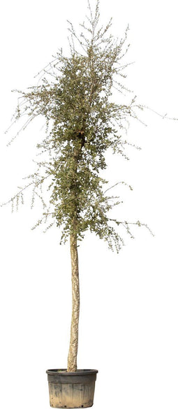 Kurkeik volgroeid | Quercus suber 30-35 cm | Bomenbezorgd.nl