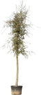 Kurkeik volgroeid | Quercus suber 30-35 cm | Bomenbezorgd.nl