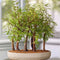 Plant in a Box - Outdoor Bonsai Metasequoia Forest - Bonsai - Tuinplant - Pot 15cm - Hoogte 20-30cm