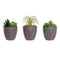 Decoratieve plant DKD Home Decor Grijs Beige Polyethyleen Groen Polypropyleen (11 x 11 x 15 cm) (...