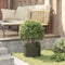 vidaXL - Tuinplant - Olijf - Groen - 30x30x20 - cm - Staal