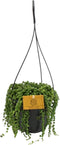 Goed & Groen - Senecio Rowleyanus (hangplant) - ↨ 15cm - Potmaat 15 - Exclusieve Kwaliteit Planten - Kamer Plant - Kamerplanten - Sfeer - Interieur