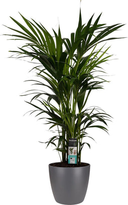 Decorum Kentia Palm - Elho brussels antracite - Gerrit Stolze - Pot-plant combinaties- Hoogte 120 cm
