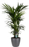 Decorum Kentia Palm - Elho brussels antracite - Gerrit Stolze - Pot-plant combinaties- Hoogte 120 cm