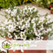 Plant in a Box - Gaultheria mucronata - Mix van 3 Pernettya - Parelbes winterhard en groenblijvend - Pot 10,5 cm - Hoogte 15-25cm