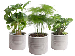 Trio 'Urban Jungle' in Laos keramiek (grijs) ↨ 25cm - 3 stuks - hoge kwaliteit planten