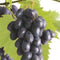 Vitis vinifera Heike - druivenstruik - rode pitloze druif - zoete vruchten - hoogte 60 cm - potmaat Ø11 cm