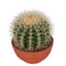 Cactus van Botanicly – Schoonmoedersstoel in een terracotta schaal als set – Hoogte: 17 cm – Echinocactus Grusonii