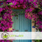 Plant in a Box - Bougainvillea 'Alexandra' - Paarse bladeren - Klimplant - Tuinplant - Pot 17cm - Hoogte 50-60cm
