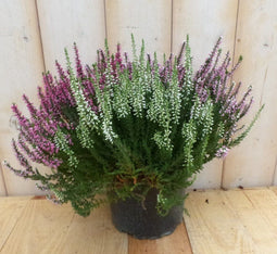 Hei mixpot roze/wit