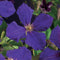 3 stuks - Van der starre - Klimplant Clematis Jackmanii 75 cm