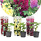 Plant in a Box - Alcea rosea - Mix van 3 - 'Spring celebrities' - Rood, geel, paars - Pot 9cm - Hoogte 25-40cm