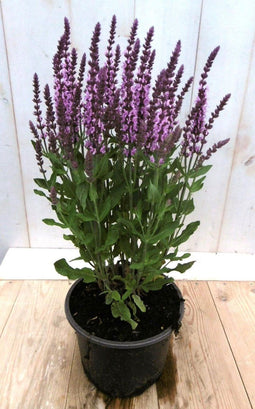 Salvia Salie roze