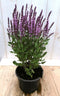 Salvia Salie roze
