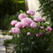 Plant in a Box - Paeonia pioen 'Sarah Bernhardt' - Set van 2 - Pioenen - Bloemknollen - Zomerbloeiers - Tuinbloemen - Roze