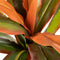 Decoratieve plant Dracaena Bruin Groen PVC 140 cm