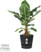 Bananenplant in Elho® Greenville pot – ↨ 80 cm – ⌀ 24 cm