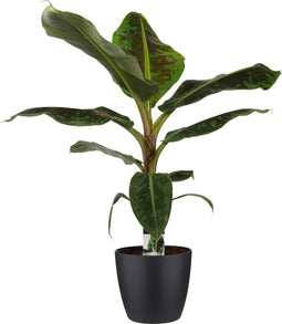 Decorum Musa Dwarf Cavendish - Elho brussels black – ↨ 80cm – ⌀ 21cm