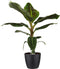 Decorum Musa Dwarf Cavendish - Elho brussels black – ↨ 80cm – ⌀ 21cm