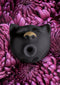 G-Vibe FT10615 - G-Cat - Mystic Noir