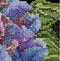 Thea Gouverneur - Borduurpakket met telpatroon - 497A - Voorgesorteerde DMC Garens - Hortensia - Aida - 15 cm x 14 cm - DIY Kit