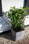 Capi Europe - Bloempot vierkant Rib NL - 30x30 - Donkerbruin - Opening Ø24 - Bloempot voor binnen en buiten - Levenslang garantie - Breukbestendig - 100% Recyclebaar - CO2 Neutraal geproduceerd - KDBR902