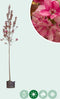 Roodbladige sierappel | Malus 'Mokum' 10-14 cm | Bomenbezorgd.nl