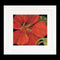 Thea Gouverneur - Borduurpakket met telpatroon - 492A - Voorgesorteerde DMC Garens - Oost-Indische Kers - Aida - 15 cm x 14 cm - DIY Kit