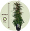 Plant in a Box - Jasminum polyanthum - Set van 2 - Jasmijn tuinplant Piramide - Groenblijvende klimplant - Pot 17cm - Hoogte 60-70cm