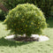 vidaXL - Gegalvaniseerde - Planter - Gegalvaniseerd - Gegalvaniseerd - Metaal