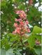 Rode paardenkastanje | Aesculus c. 'Briotii' 6-10 cm | Bomenbezorgd.nl