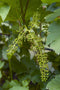 Goed & Groen - Blauwe druif 'Vitis Venus' (pitloos) -↨ 70cm - Potmaat 21cm - Kwaliteit Planten - Tuin Plant - Tuinplantenplanten - Sfeer
