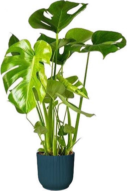 Goed & Groen - Monstera Deliciosa in ELHO sierpot Vibes Fold (diepblauw) -↨ 60cm - Potmaat 18 - Kwaliteit Planten - Kamer Plant - Kamerplanten - Sfeer