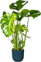 Goed & Groen - Monstera Deliciosa in ELHO sierpot Vibes Fold (diepblauw) -↨ 60cm - Potmaat 18 - Kwaliteit Planten - Kamer Plant - Kamerplanten - Sfeer